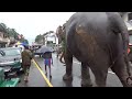 Sri Lankan tusker  came to Kandy with government security #tusker #lage #hugeelephant