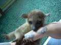 Kinkajou Plays with Baby Coatimundi SO CUTE!