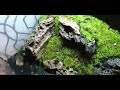 vampire crab: enclosure 1 water change