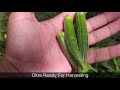 How to grow Okra From Seeds at Home (Grow okra naturally in Pots/Containers)