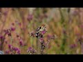 European goldfinch,Stillits,Черноголовый щегол,Chardonneret élégant,Stieglitz,Carduelis carduelis