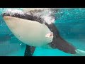 ルーナちゃん傑作選【過去の神回を再編集】Orcas at Kamogawa Sea World in Japan