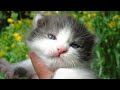 Cute Meowing Kittens: Summer Paradise