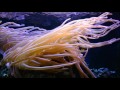 Anthozoa: flowers of the sea - [corals, sea anemones documentary HD]