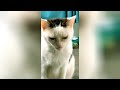 Try Not To Laugh 🤣 New Funny Cats Video 😹 - Tuxedo Cat Part 56