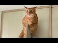 Super Funny Cat Lovers compilation #funny #cute #cat