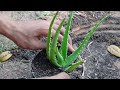 Planting Aloe Vera and Spinach