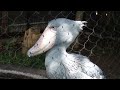 ミリー　ハシビロコウ　上野動物園