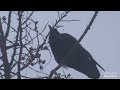 Черный ворон в пургу чистит перья. A black raven cleans its feathers in a snowstorm.