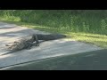 One eyed Alligator on Mastadon Drive