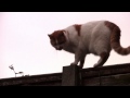 Cat Jumping up a Fence