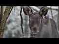 WOLF VILLAGE - Christmas in the Chernobyl zone | Film Studio Aves