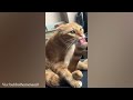 Orange cats with special mindset