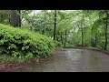 The refreshing sound of rain in the forest is easy to listen to.White noise for sleep and relaxation