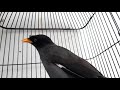 Suara burung jalak kerbau ngoceh | pancingan jalak kebo