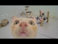 😻 The Funniest Cat Moments of All Time 😂😹 Best Funny Animal Videos 2024 🤣😸