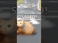 I am speed #memes #meme #memesdaily #cat #catvideos #racing
