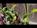 How to Correctly Grow Epiphyllum Oxypetalum (Queen of the Night)| Growing Tips and Secrets (如何种植昙花)