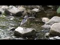 Night Herons, Great Blue Herons & Others Feasting on Herring