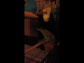Sofia investigating her new bed and putting games - Parakeet/Budgie