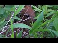 So Cute!  Found Baby Deer Fawn hiding again 05-31-2017