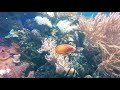 Relaxing Ocean Fish, Aquarium Fish Tank & Relax Music • SLEEP MUSIC