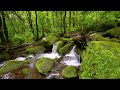 Relaxing music reduces stress, anxiety and depression 🌿 heals the mind, body and soul