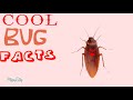 Cool Bug Factz