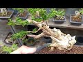 สายพันธ์ไม้สำหรับทำบอนไซจิ๋ว / Bonsai Premna/ Mini Bonsai