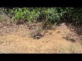 Gopher Tortoise / 5 Interesting Facts