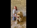 ASLAN vs KANGAL? (Kangal Aslanla Mücadele Edebilir mi?) #Aslan #Kangal #shorts