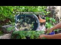 How To Grow Okra In Containers - Growing Okra in Pots or Containers