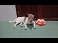 Try Not To Laugh Cats And Dogs Videos 😁 - Best Funniest Animals Video 2024