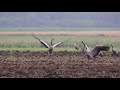 Common crane - bird sounds and dances