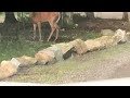 Week in the life of seeing deer