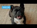 French bulldog 101 - Feeding, Grooming, Training, Exercise & Health care