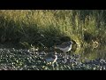 Killdeer in early morning at the Logan river in Utah, USA