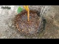 How to Apply Cow Manure to Mulberry