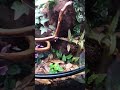 BTDarters’ 20-Gallon Half-Circle Crested Gecko Vivarium