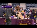 Pugs | Breed Judging 2023