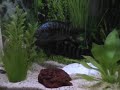 Jack Dempsey tank