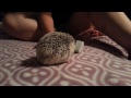 Vlad the hedgehog first video