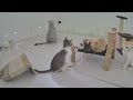 IMPOSSIBLE TRY NOT TO LAUGH ❤️🐈 Funny Animal Videos 😻🐕