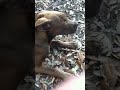 distemper puppy 3