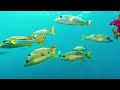Aquarium 4K VIDEO ULTRA HD - Coral Reefs & Colorful Sea Life - Sleep Relaxing Meditation Music