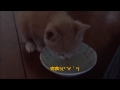 Kitten eats cat food on crazy