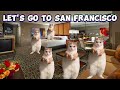 CAT MEMES: LAS VEGAS ROADTRIP FINALE