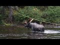 Moose crossing a river