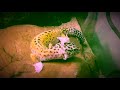 Leopard Gecko shedding (with music)
