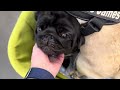 Shopping with Pugs